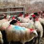 Ewe lambs Image 3