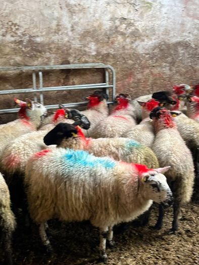 Ewe lambs