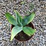 Agave americana Image 2