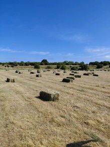 Square bales