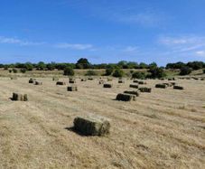 Square bales