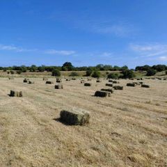 Square bales