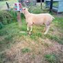 Full bred registered Hogget ram Image 5