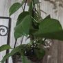 pothos plant Image 3