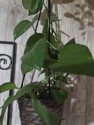 pothos plant