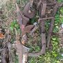 plough 2 furrow Image 2