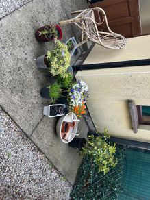 plants and pots