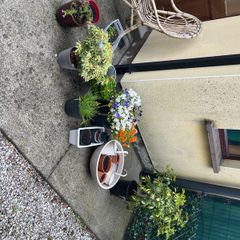 plants and pots