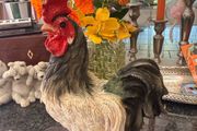 Hen Ornament