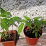 Tomato Plants organic Image 2