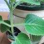 Plant Geranium and Cuban Oregano with herb pot Image 2