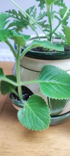 Plant Geranium and Cuban Oregano with herb pot