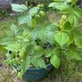 Raspberry plants Image 3