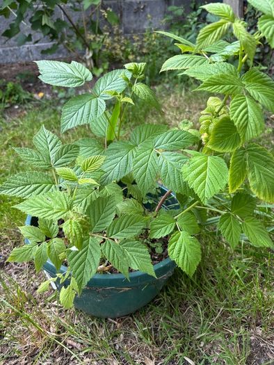 Raspberry plants