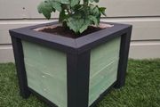 Patio Tomato pot