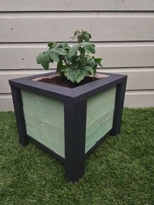 Patio Tomato pot