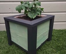 Patio Tomato Growing Kit  Handmade & Ready to Grow