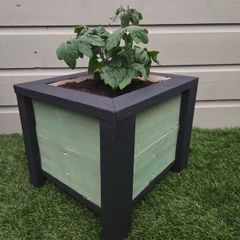 Patio Tomato Growing Kit  Handmade & Ready to Grow