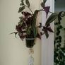 Indoor plant with hanging pot. Image 4