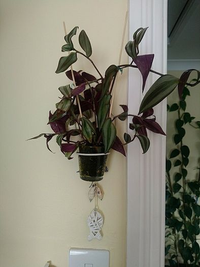 Indoor plant with hanging pot.