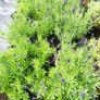 plants Image 4