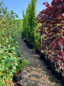 Laurel hedging