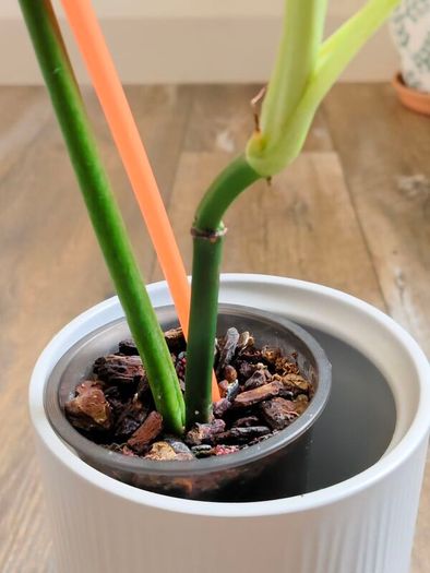 No.1 Philodendron Radiatum Variegated