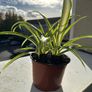 Beautiful spider plants Image 4