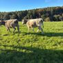 Heifers Image 8