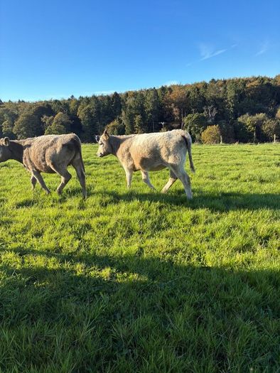 Heifers