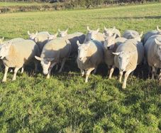 Sheep