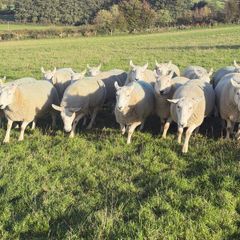 Sheep