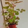 Oxalis sunset velvet Image 2