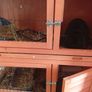 bunnies Image 4