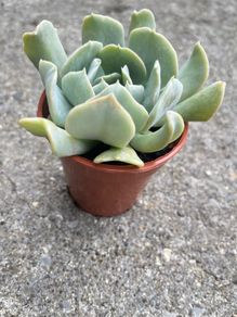 plant