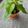 Carolina Reaper Chilli Plant Image 4