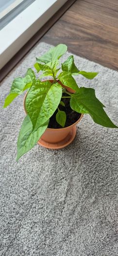 Carolina Reaper Chilli Plant