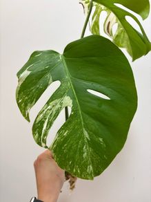 Monstera Albo variegated