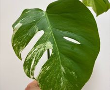 Monstera Albo variegated