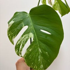 Monstera Albo variegated