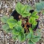 Strawberry plants and raspberry plants for sale Image 8