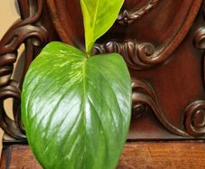 No.1 Monstera Lechleriana Variegated