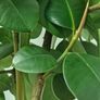 High Ficus rubber Plant Image 4