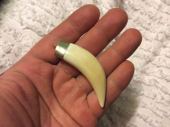 african lion gigantic tooth