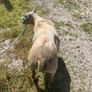 Ram Image 2