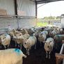 Hoggets Image 7