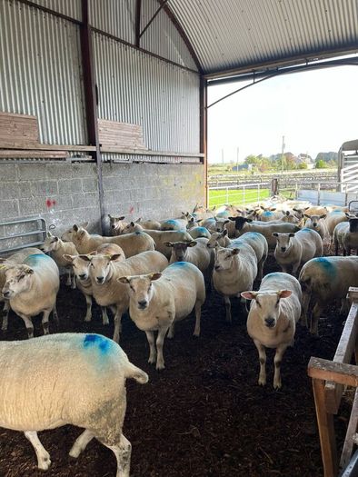 Hoggets