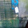Green.  Security. Fencing.  And. Extension.  Lead. Image 5
