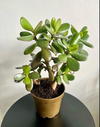 jade plant