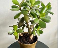jade plant